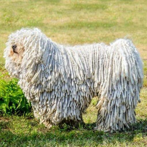 Komondor op het veld