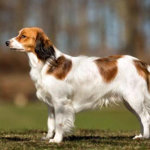 Kooikerhondje staat op een warme zomerdag in de tuin