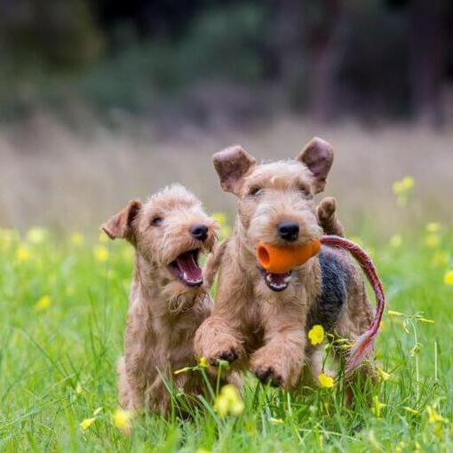 deux terriers qui jouent