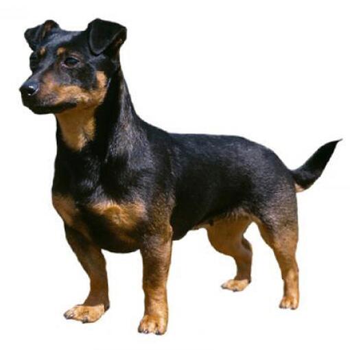 Lancashire Heeler hondenras