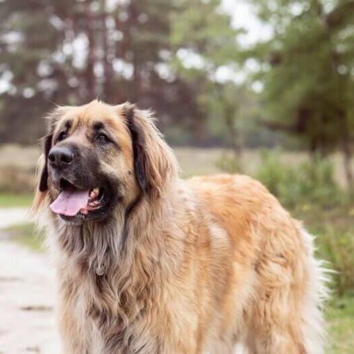 Leonberger staat op een pad vlakbij het bos