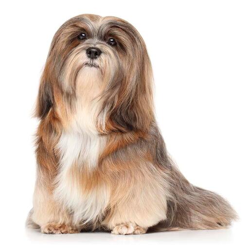 Lhasa Apso hondenras