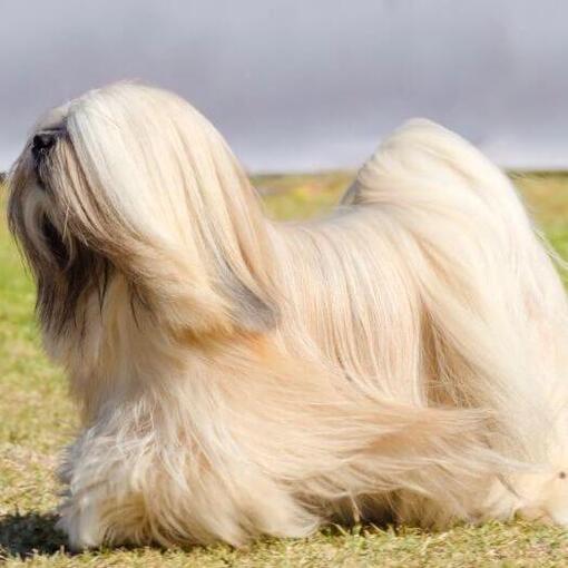 Lhassa Apso est debout et le vent souffle sur une fourrure