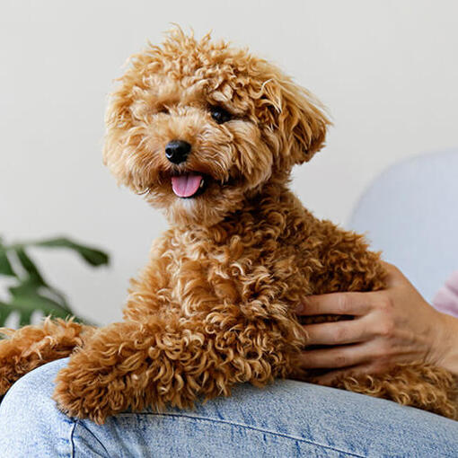 Maltipoo op zijn knieën