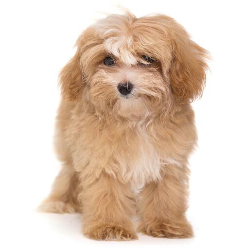 Maltipoo op een witte achtergrond