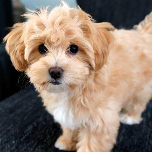 Maltipoo kijkt naar de camera