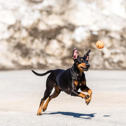 Terrier courant sur la neige