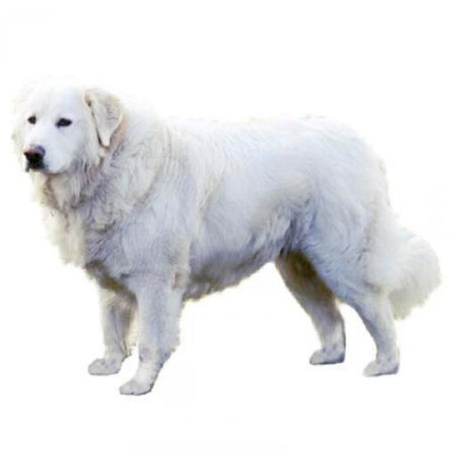 Race de chien de berger de la Maremme