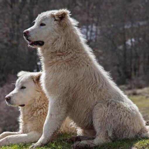 Twee Maremma-herdershonden rusten uit op het gazon