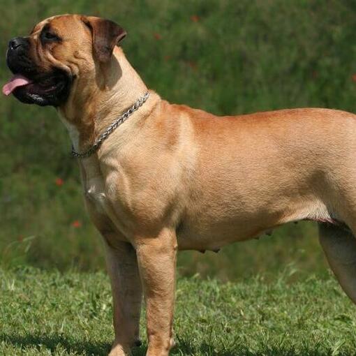 Mastiff staande op groen gras