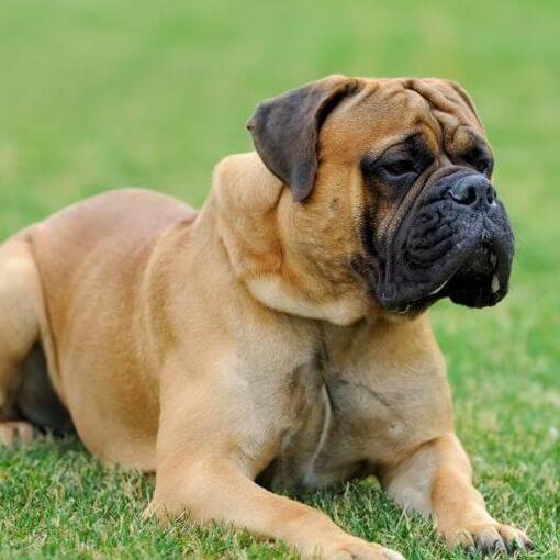 Mastiff hondenras