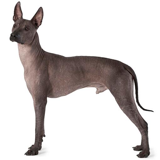 Mexicaanse haarloze hond (Xoloitzcuintle) hondenras