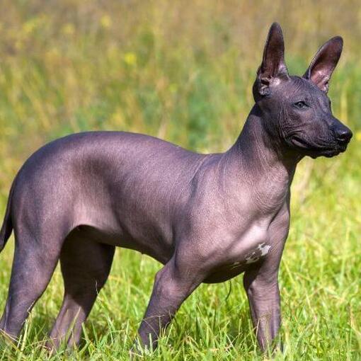 Hond staart in de verte