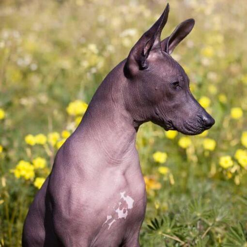 Hond zit op geel bloemveld
