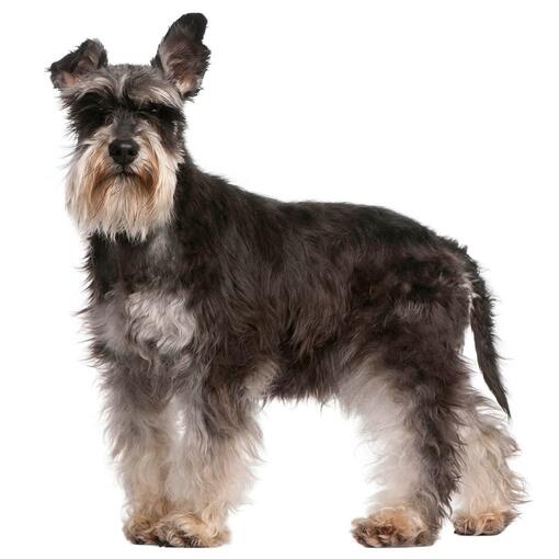 Dwergschnauzer hondenras