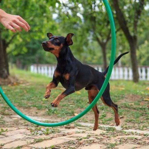 Hond springt door de trainingscirkel
