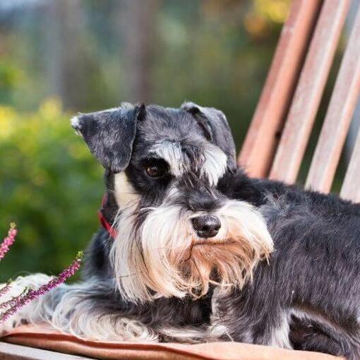 Dwergschnauzer liggend op een stoel in een tuin
