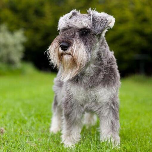 Dwergschnauzer staande op het gras
