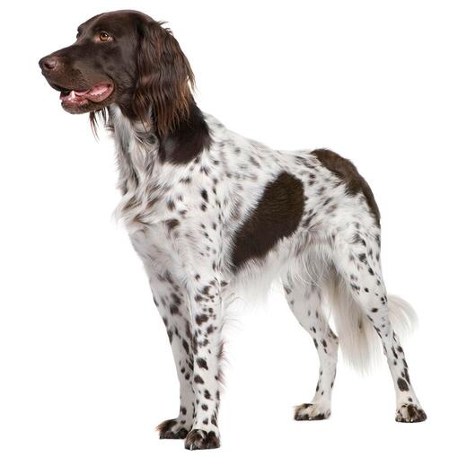 Race de chien Munsterlander (grand)