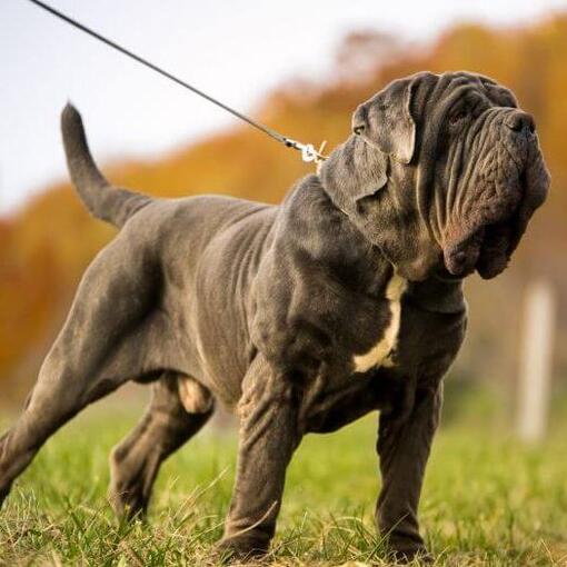 Napolitaanse Mastiff aangelijnd