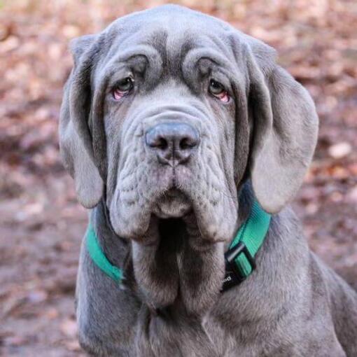 Napolitaanse Mastiff met groene kraag