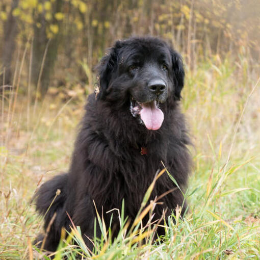 Newfoundland staat in het bos