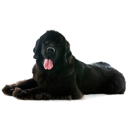 Newfoundlander hondenras
