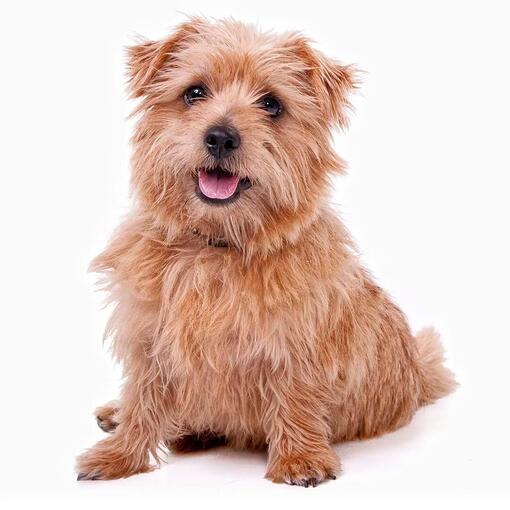 Race de chien Norfolk Terrier