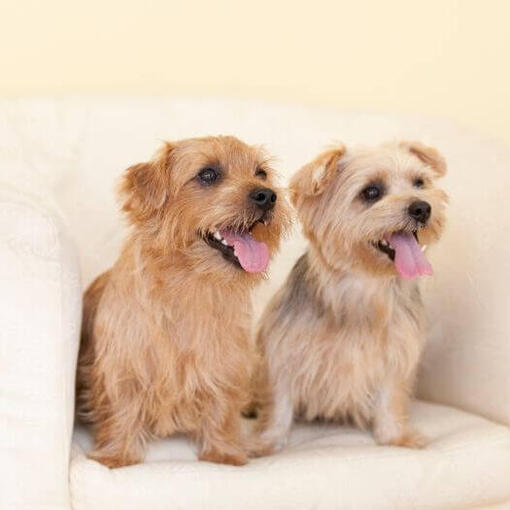Twee Norfolk Terriers op de stoel