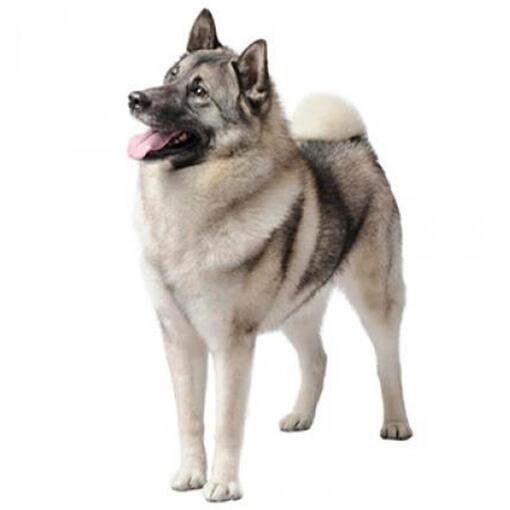 Race de chien Elkhound norvégien