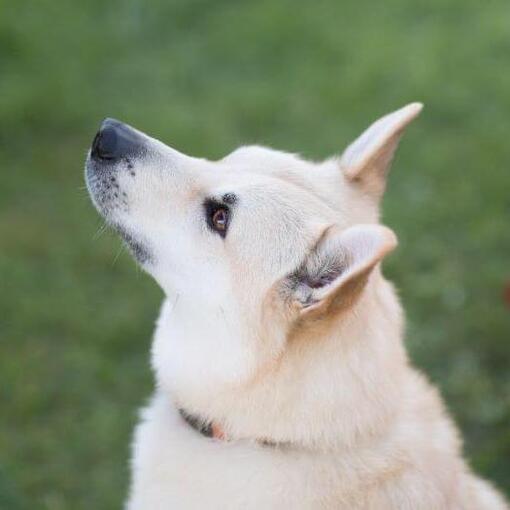 De Noorse Buhund staat in de tuin en kijkt vooruit