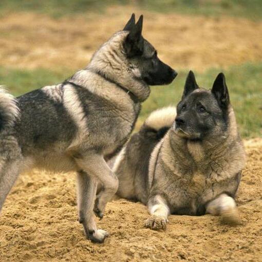Norwegian Elkhound marche dans le bois