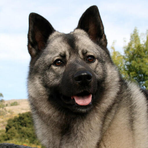 Deux Elkhounds norvégiens jouent ensemble sur l'herbe