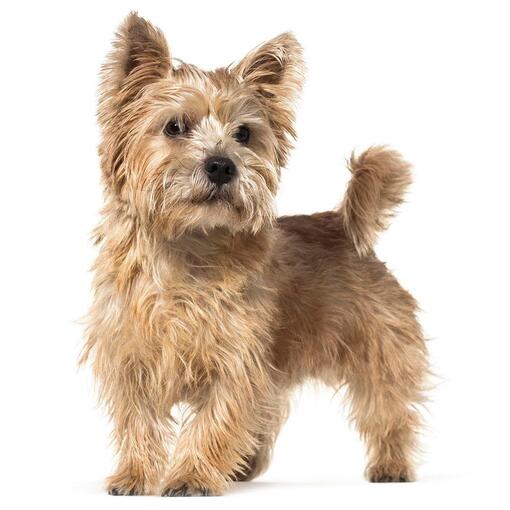 Race de chien Norwich Terrier