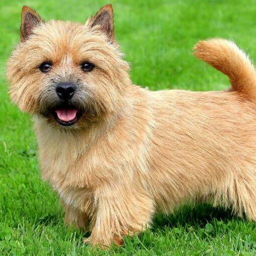 Terrier debout sur l'herbe