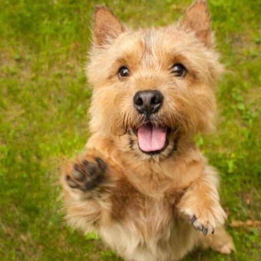 Terrier sautant vers la caméra