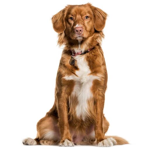 Race de chien Duck Tolling Retriever de la Nouvelle-Écosse