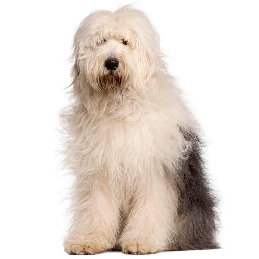Vieille race de chien de berger anglais