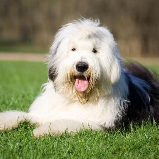 Vieille race de chien de berger anglais