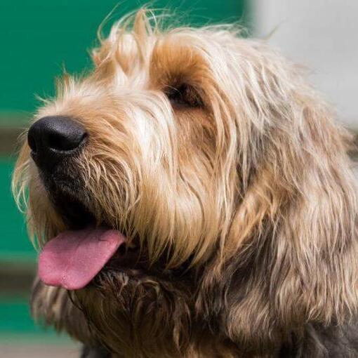 Otterhound regardant au loin