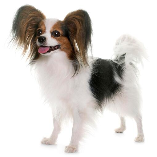 Race de chien Papillon