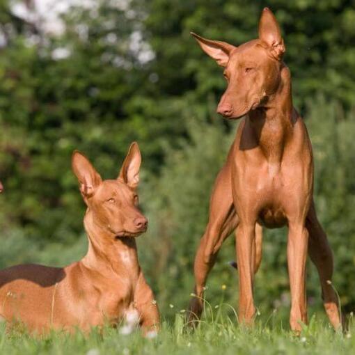 Drie honden rusten op het gras