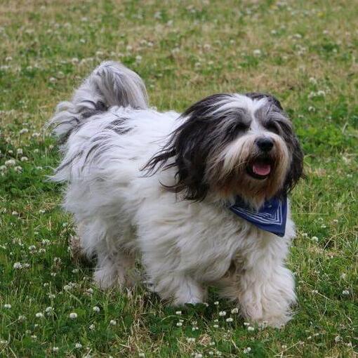 Le chien de berger polonais des plaines joue dans la cour