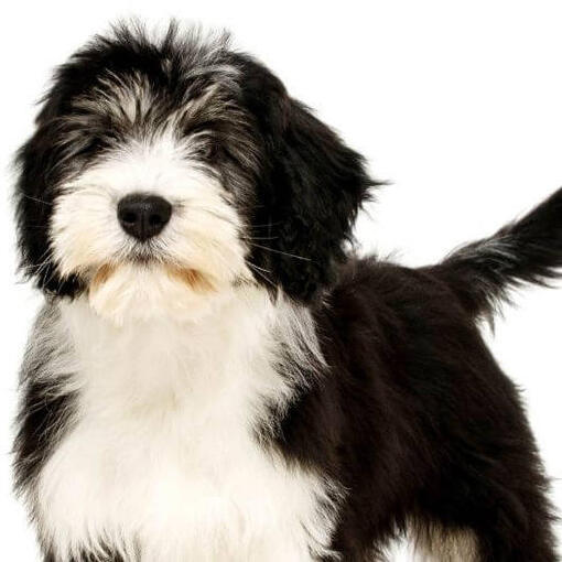 Poolse Lowland Sheepdog staat en kijkt ernaar uit