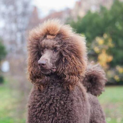 Caniche brun (standard) marchant dans le jardin verdoyant