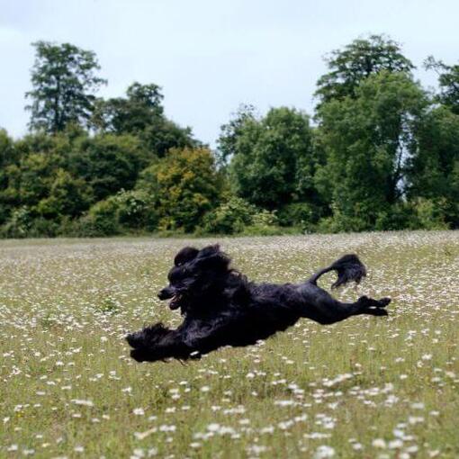Portugese Waterhond loopt in het veld
