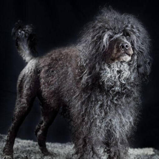 Chien d'eau portugais debout la nuit