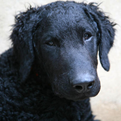 Zwart krullend gecoate Retriever kijken