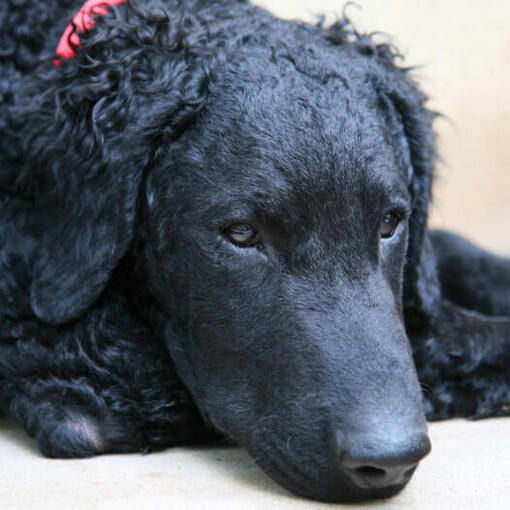 Krullend gecoate retriever met rode kraag liggend