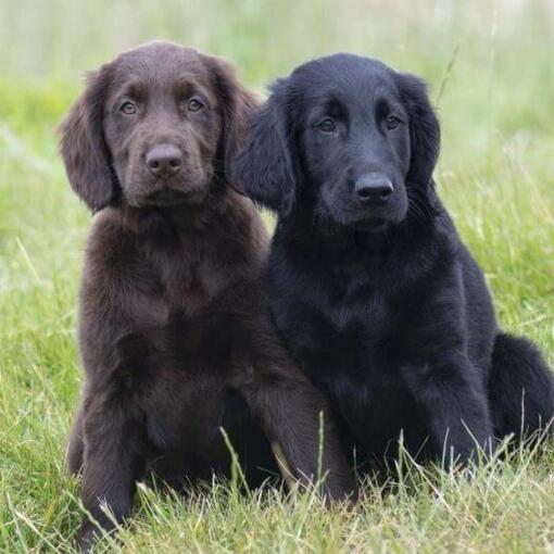 Chiots Flat Coated Retriever noirs et bruns